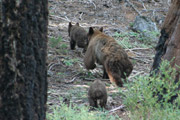 sequoia_soldiers_trail