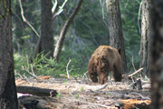 sequoia_soldiers_trail